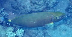 Siganus argenteus