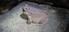 Duttaphrynus melanostictus