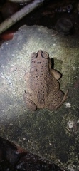 Duttaphrynus melanostictus