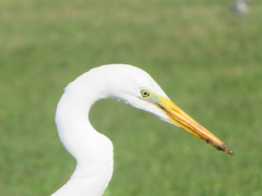 Ardea alba