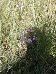 Nerine appendiculata