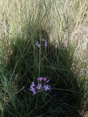 Nerine appendiculata