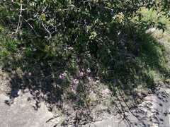 Nerine appendiculata
