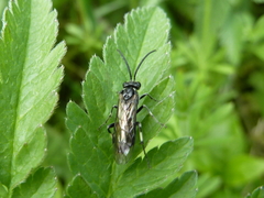 Macrophya alboannulata