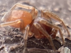 Trachelas minor
