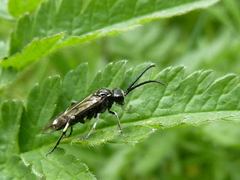 Macrophya alboannulata