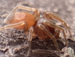 Trachelas minor