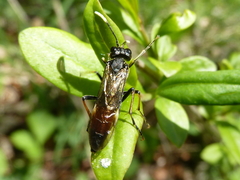 Tenthredo solitaria
