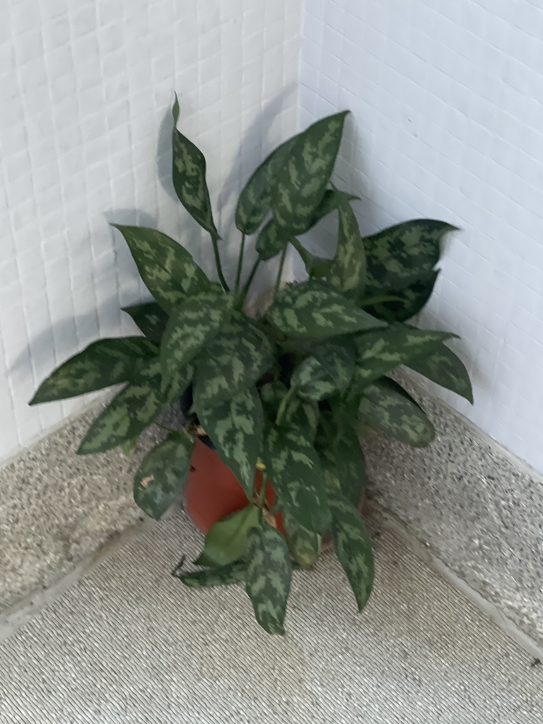 Chinese evergreen growing
