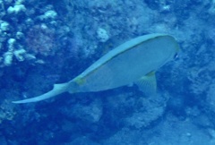 Siganus argenteus