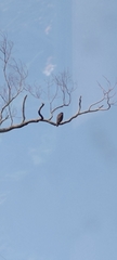 Spilornis cheela
