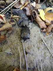 Capnodis