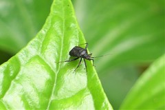 Proboscidocoris malayus