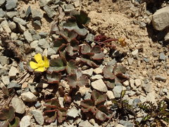 Ranunculus enysii