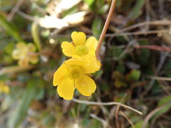 Ranunculus enysii