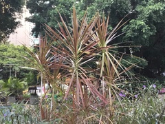 Dracaena reflexa angustifolia