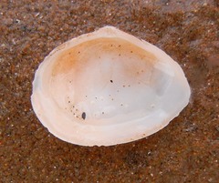 Macoma balthica