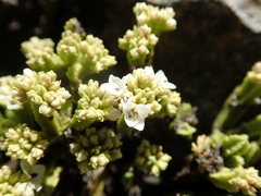 Veronica tetrasticha