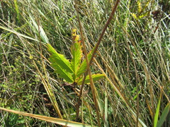 Potentilla longifolia