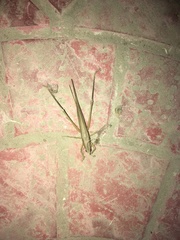 Euconocephalus varius