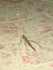 Euconocephalus varius