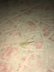 Euconocephalus varius