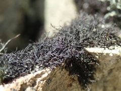 Pseudephebe pubescens