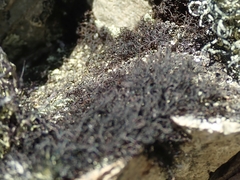 Pseudephebe pubescens