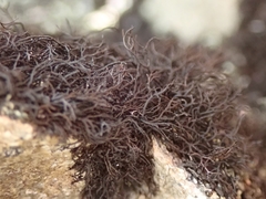 Pseudephebe pubescens