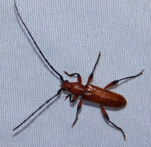Armylaena testacea