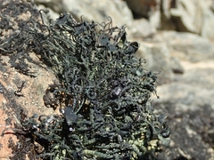 Usnea ciliata