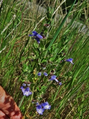 Scutellaria drummondii