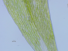 Hypnum resupinatum