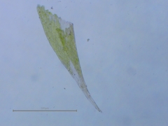 Hypnum resupinatum