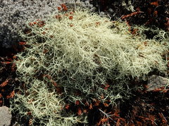 Usnea contexta