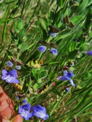 Scutellaria drummondii