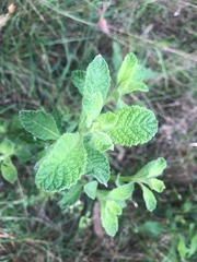 Pterocaulon