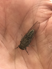 Physeema labyrinthica