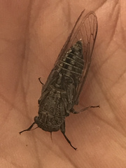 Physeema labyrinthica