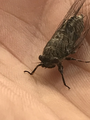 Physeema labyrinthica