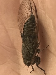 Physeema labyrinthica