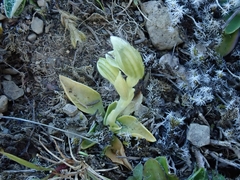 Pterostylis tanypoda