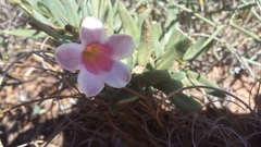 Pachypodium bispinosum