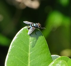 Chrysomya chloropyga
