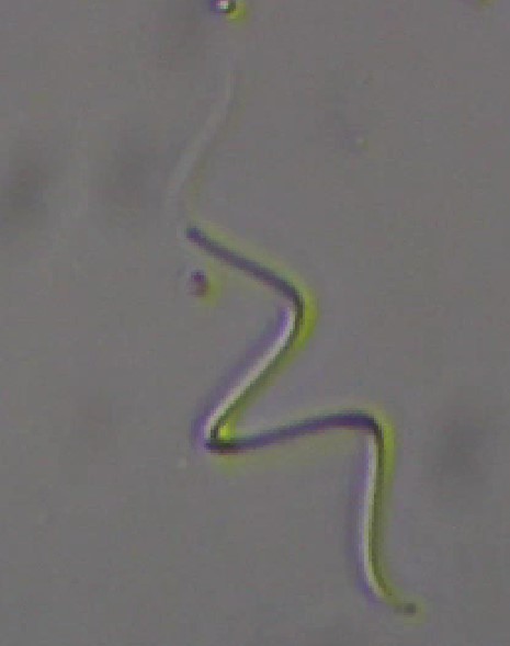 Planktolyngbya contorta
