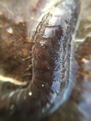 Paralepidonotus ampulliferus image
