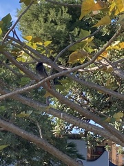 Phoenicurus ochruros