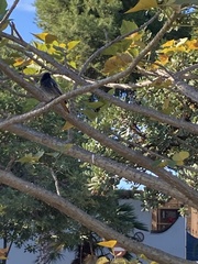 Phoenicurus ochruros