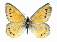 Oeneis tarpeia