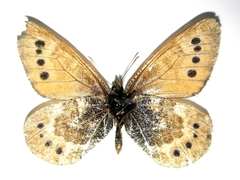Oeneis tarpeia